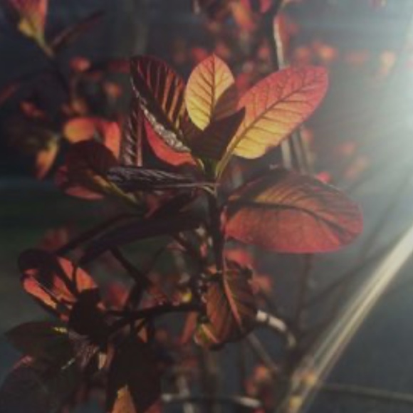 infi9itysnoflae